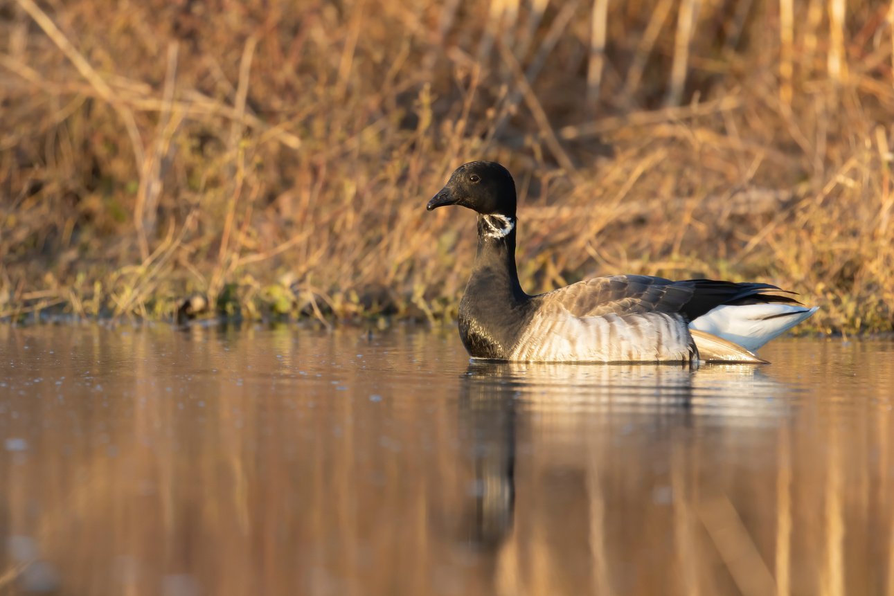 Brant is smaller species of goose.